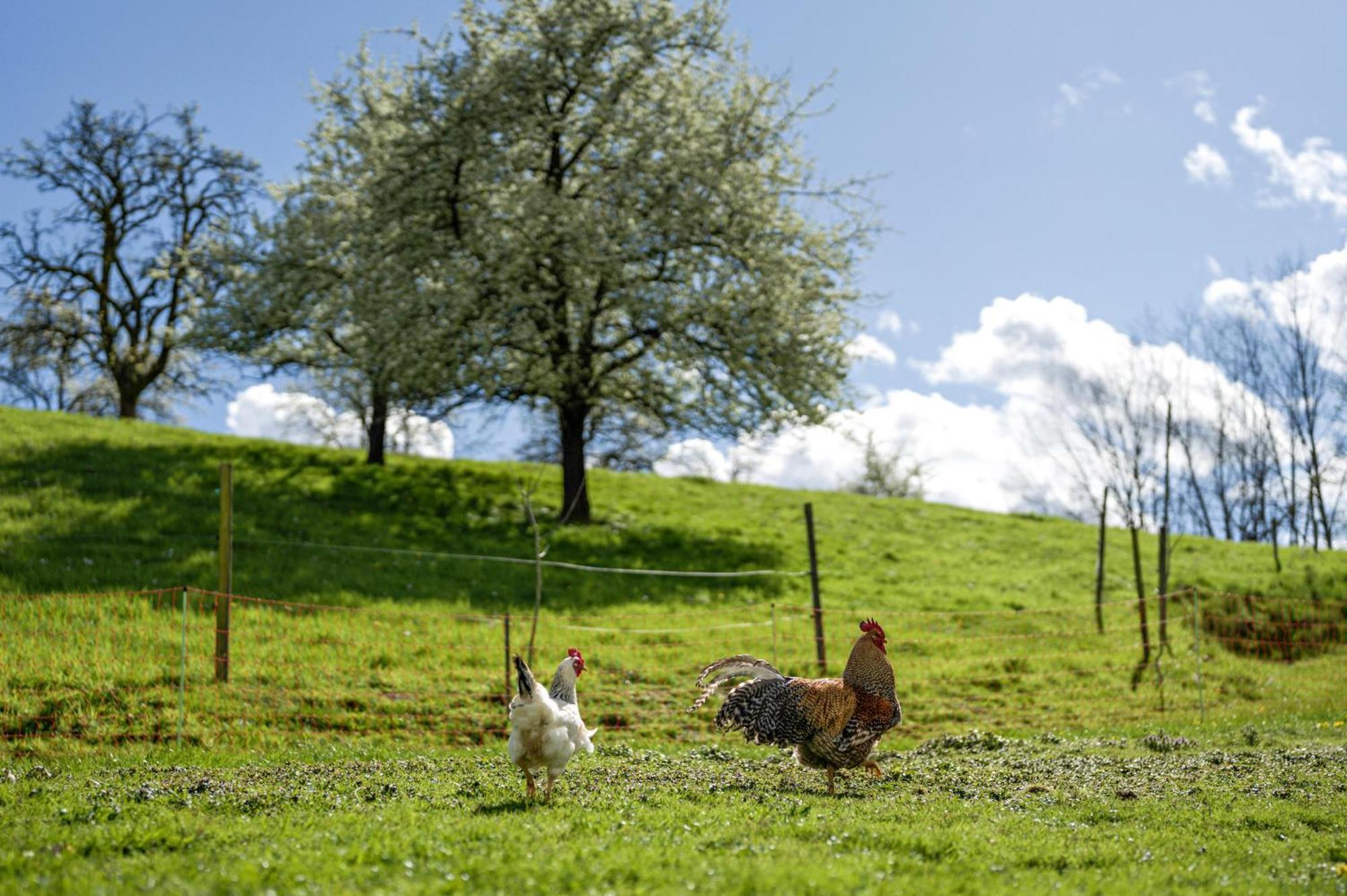 Ferienhof Vordere Alm Oberkirch  Exteriér fotografie