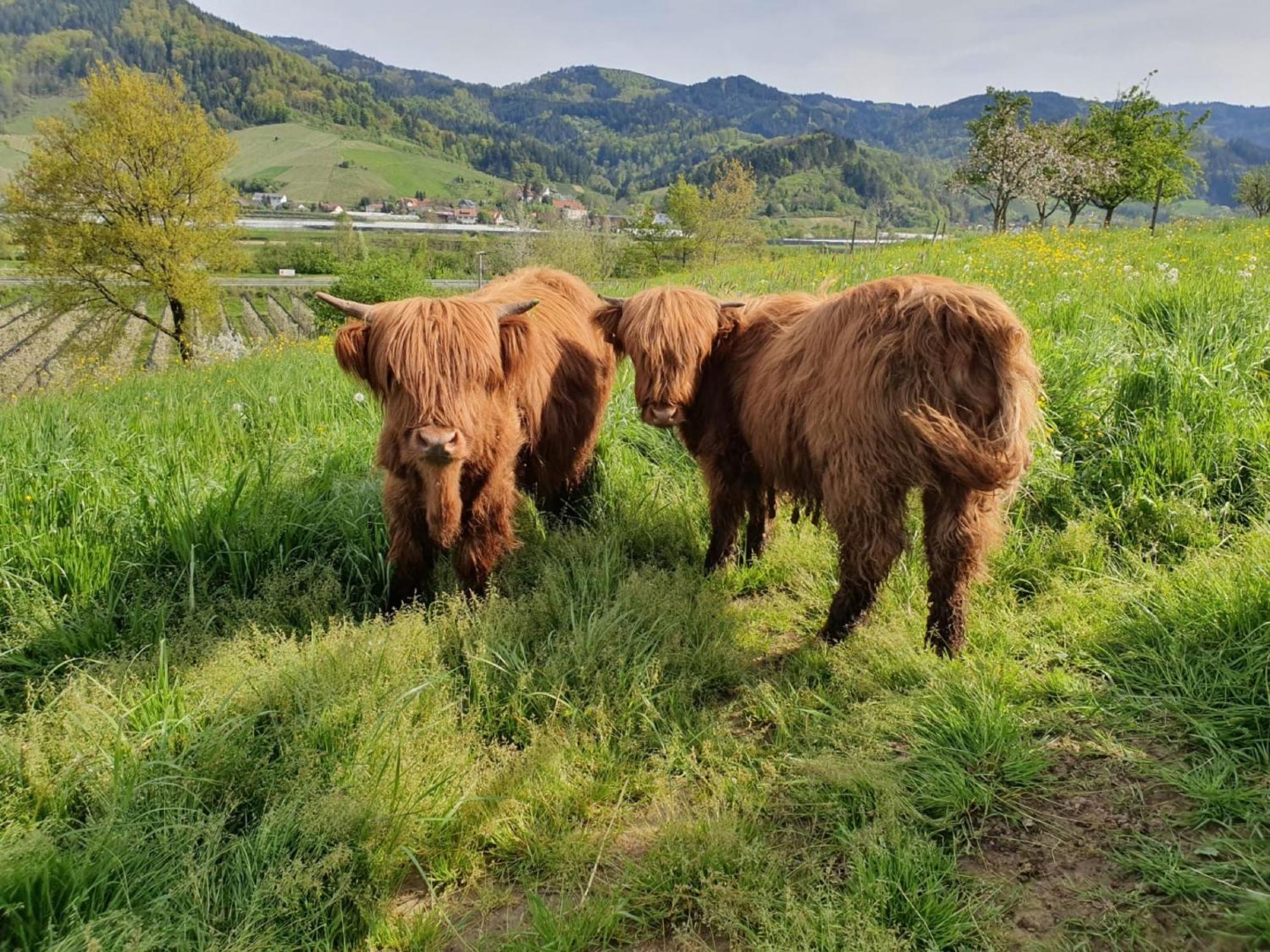 Ferienhof Vordere Alm Oberkirch  Exteriér fotografie